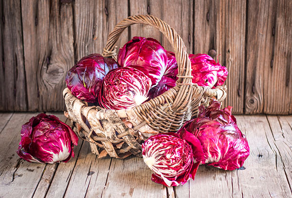 Red cabbage harvest