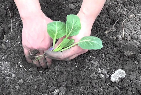 Planting cabbage seedlings in the ground