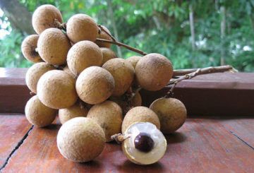 Manojo de frutas Longan