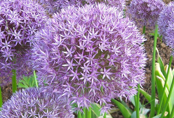 Slime onion flowering