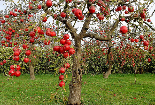 Äppelträd med frukter