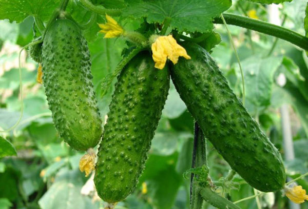 Cucumber fruits on a whip