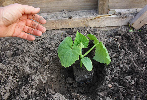 Planting cucumber seedlings in open ground