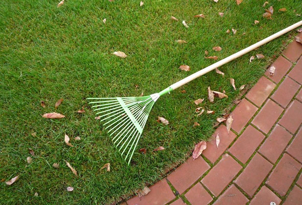 Làm sạch lá trên bãi cỏ