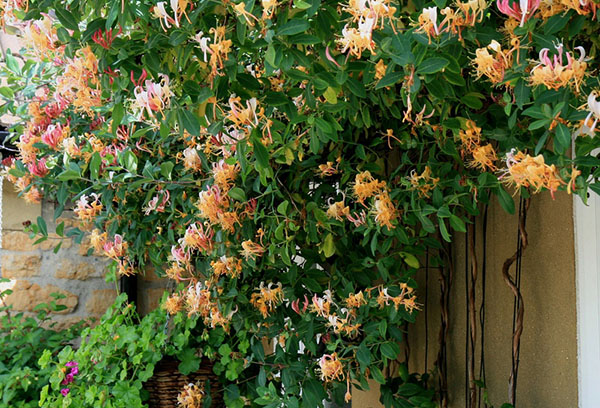Honeysuckle in the country