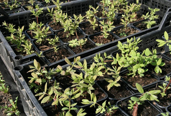 Honeysuckle seedlings