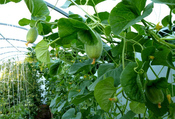 Cultivo de melones en invernadero.