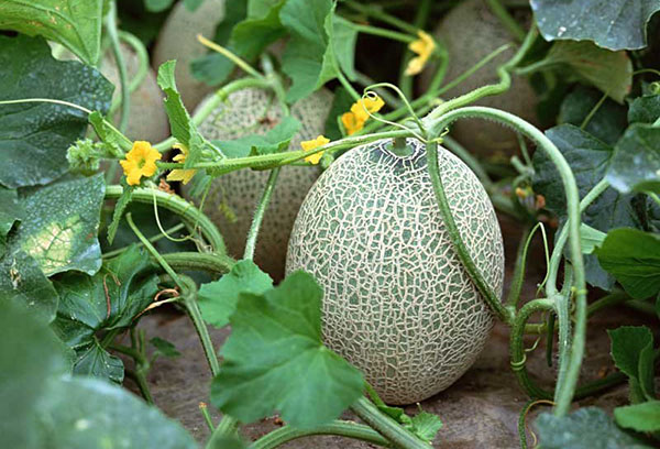 Melones en campo abierto