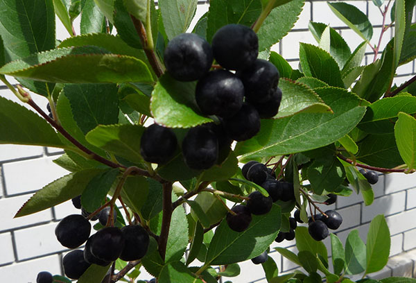Aronia in the country