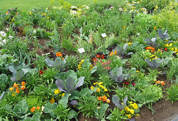 Tät plantering av grönsaker och gröna