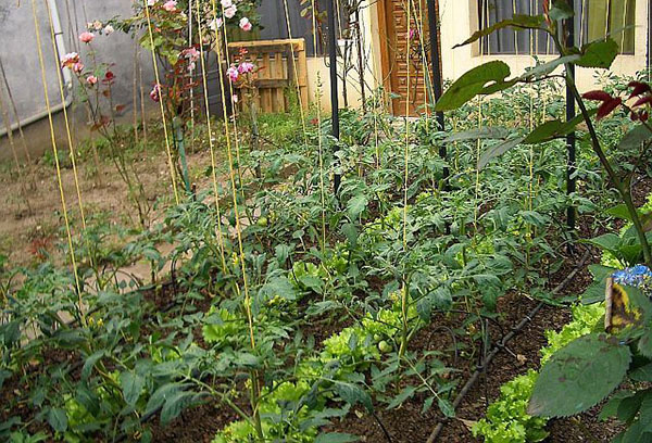 Gemensam odling av tomater och sallad