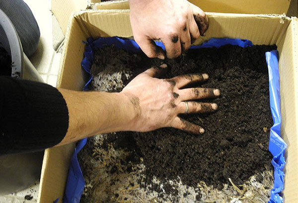 Chuẩn bị môi trường nuôi cấy cho champignon