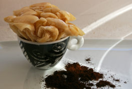 Ciuperci pe zaț de cafea