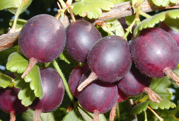 Yoshta berries