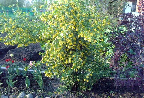 Yoshta flowering bush