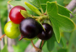 Yoshta berries