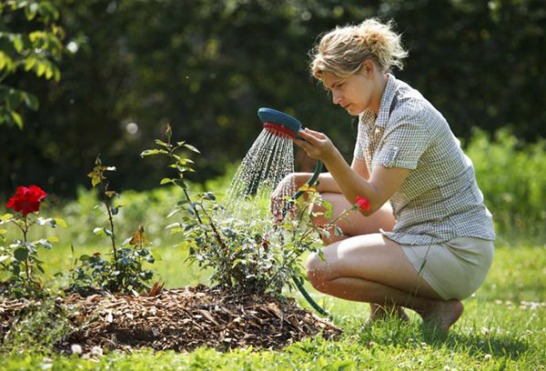 Rozen water geven na het planten