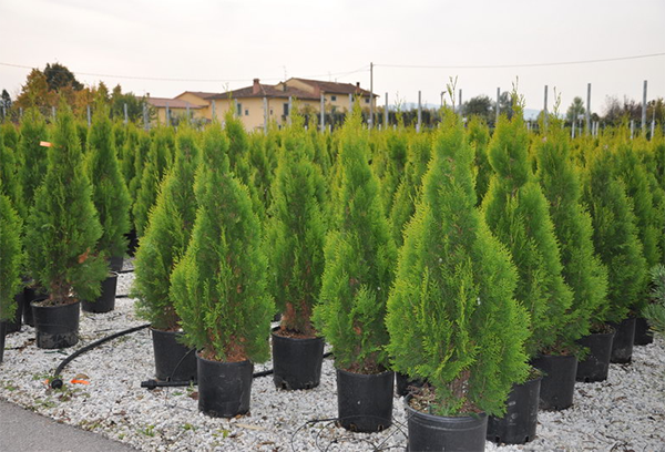 Plántulas de Thuja