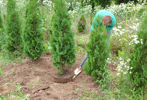 Thuja planten