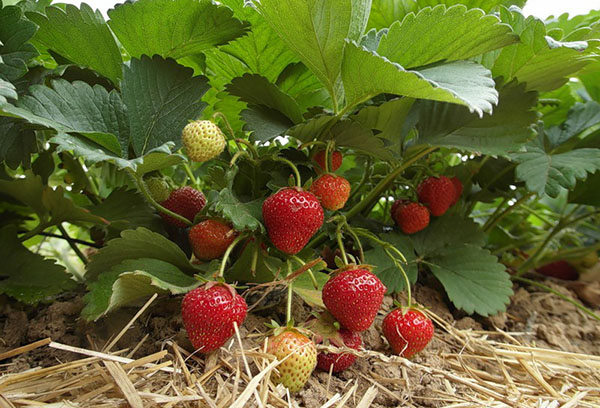 Ripening remontant strawberries