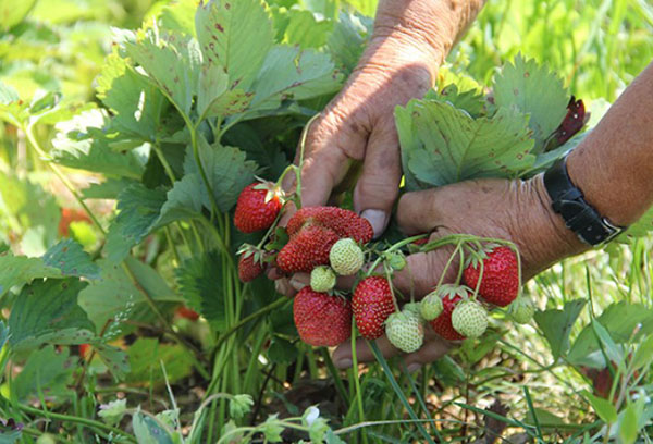 Remaining strawberries