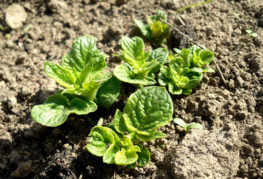 Potato seedlings