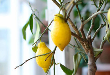 Frutas de limón de interior