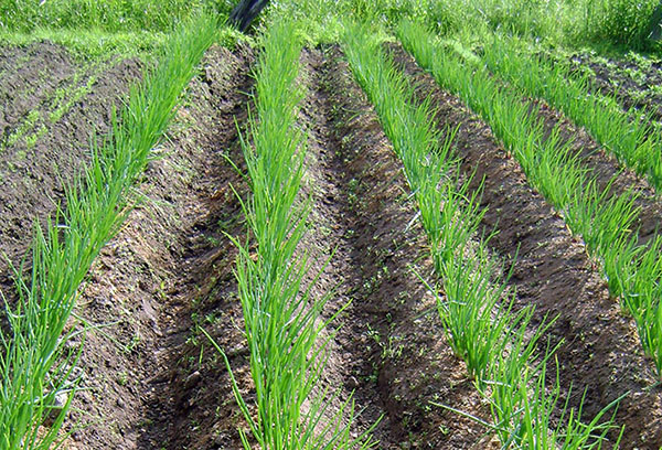 Groene uien in de bedden