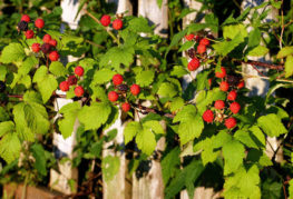 Raspberries by the fence