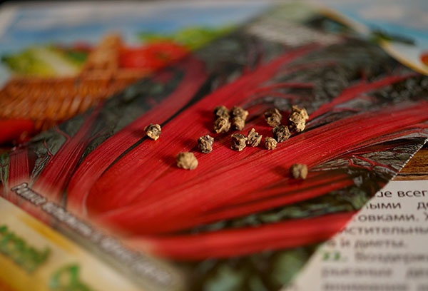 Swiss chard seeds