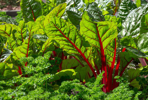 Chard and parsley
