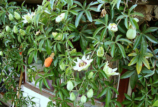 Passionsfrukt på balkongen
