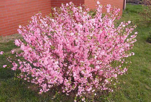 Flowering almond bush