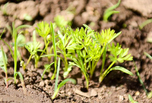 Seedlings of carrots