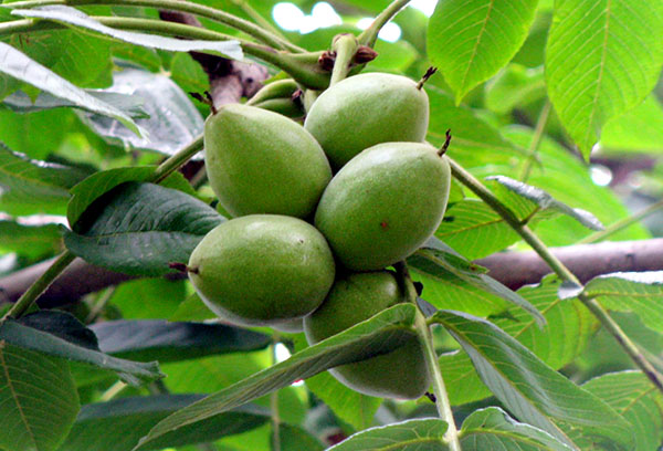 Fruits on a branch of a Manchurian nut
