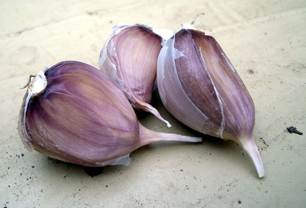 Winter garlic cloves