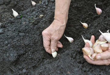 Winterknoflook planten