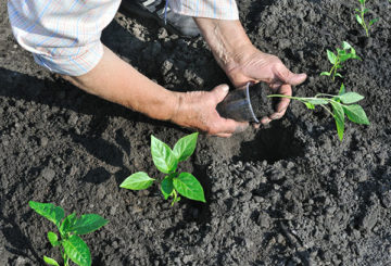 Paprika's overplanten in de volle grond