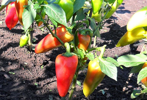 Paprika in de tuin