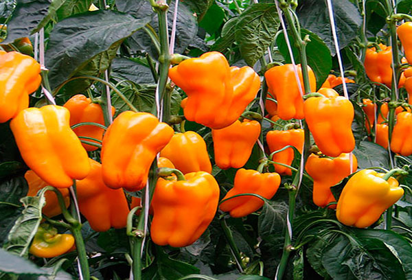 Orange peppers in the greenhouse