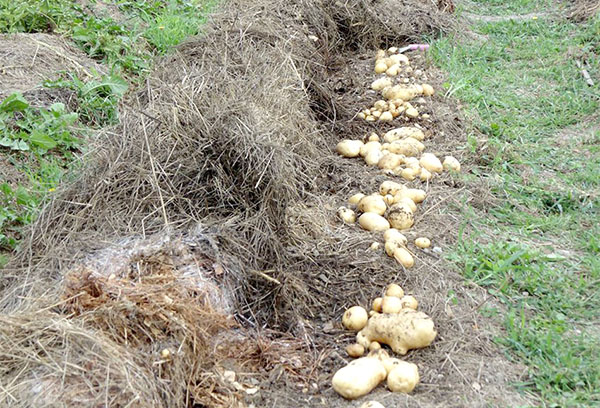 Harvest of potatoes grown under straw