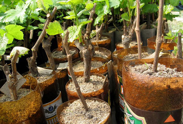 Rooted grape cuttings