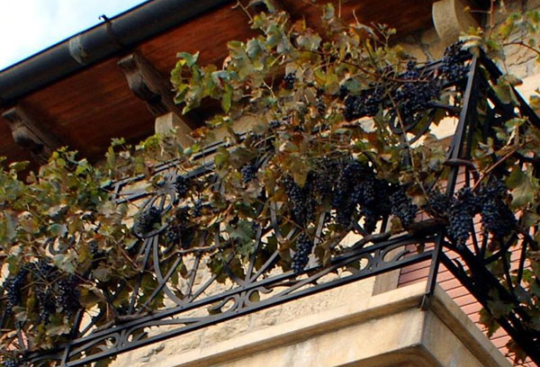 Växande druvor på balkongen