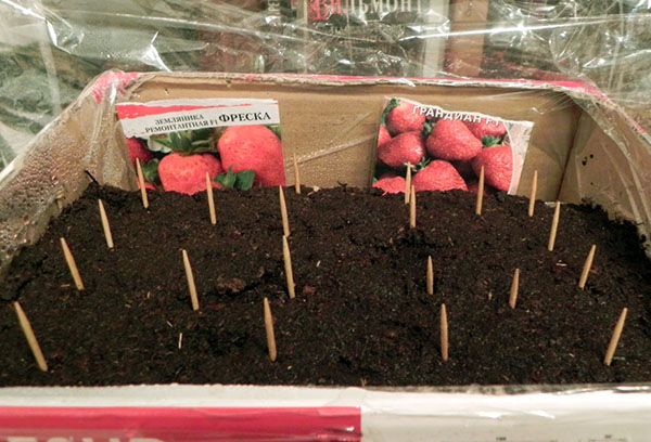 Sådd jordgubbar för plantor