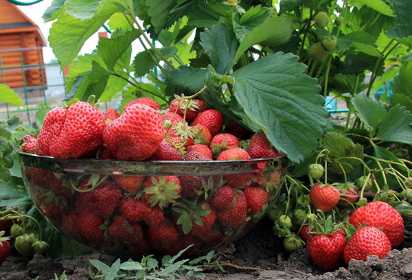 Cosecha de fresas de jardín