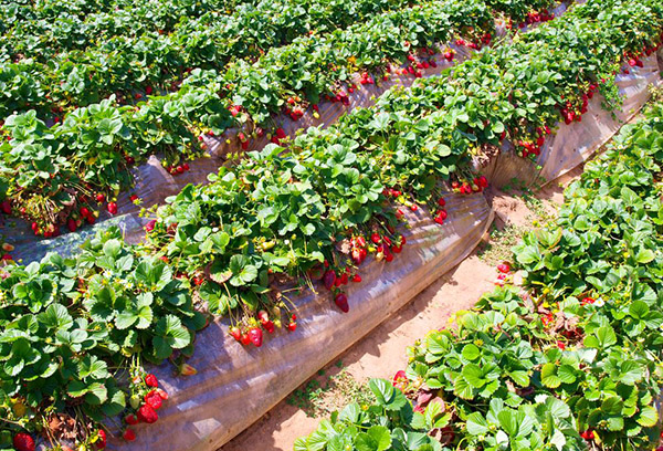 Camas con fresas de jardín