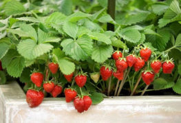 Fruiting garden strawberries