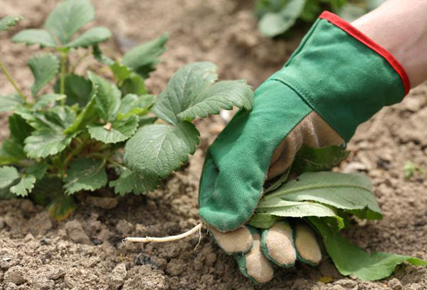 Onkruid verwijderen uit aardbeienbedden