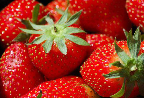 Fresas maduras