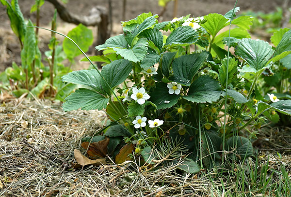 Fresa de jardín floreciente